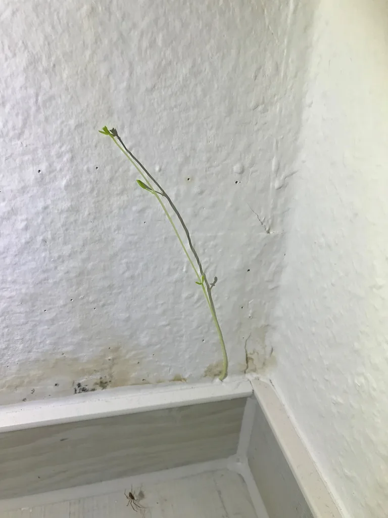 Schimmelflecken in Fensterecke als mögliche Geruchsquelle